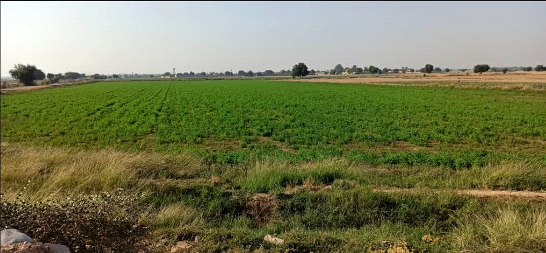 پایان تامین آب کشت های فصل تابستان ۱۴۰۰ در مناطق تحت پوشش شرکت کارون بزرگ