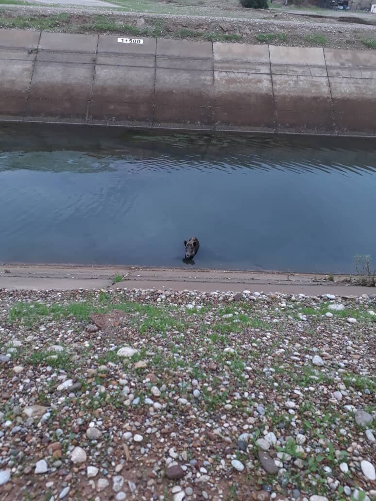  نجات 8 گراز گرفتار در کانال "پای پل" شبکه آبیاری کرخه شمالی