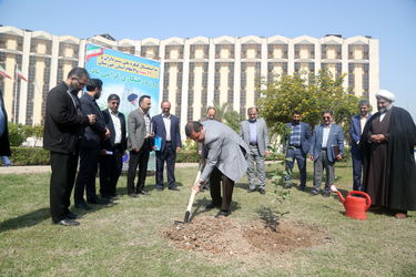 درخت کاری