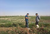 آغاز عملیات مساحی کشت تابستانه و سالیانه در شرکت آبیاری مارون 