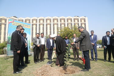 درخت کاری