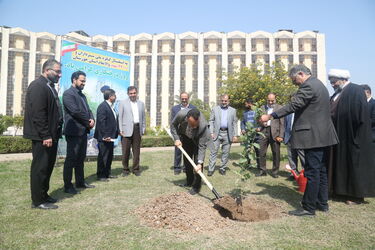 درخت کاری