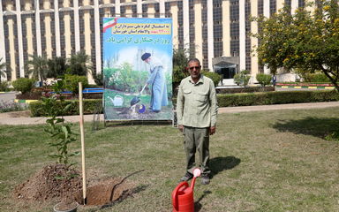 درخت کاری
