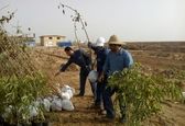 1100 نهال در شرکت آب غدیر خوزستان غرس شد
