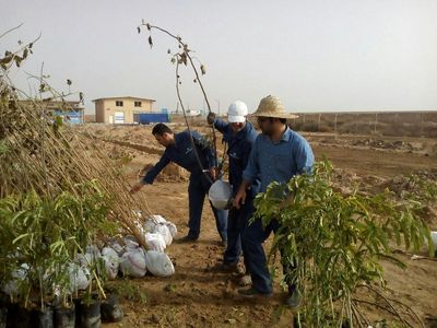  1100 نهال در شرکت آب غدیر خوزستان غرس شد