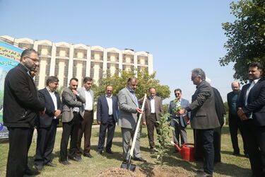 درخت کاری