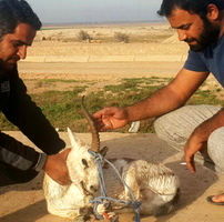 میراب شبکه های آبیاری شمال خوزستان یک رأس آهو را نجات داد