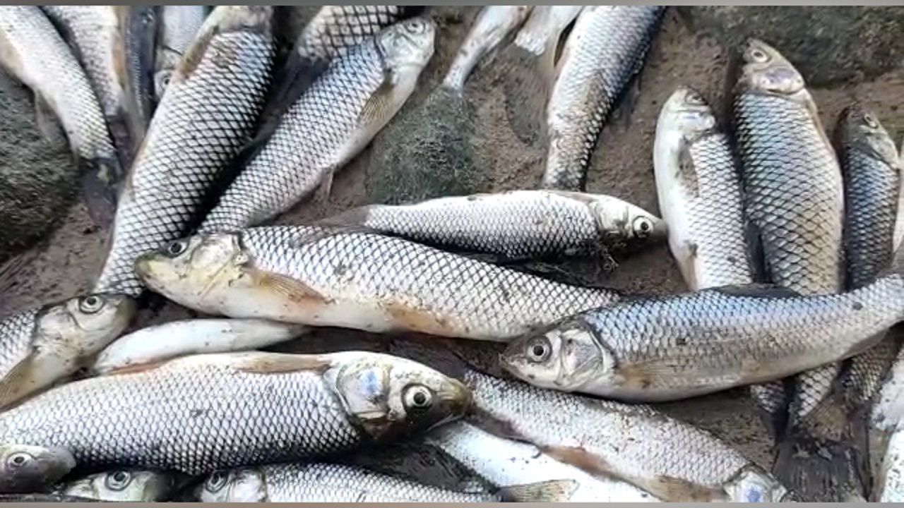 تکذیب خبر اتلاف گسترده آبزیان در رودخانه دز