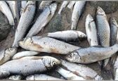 تکذیب خبر اتلاف گسترده آبزیان در رودخانه دز