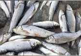 تکذیب خبر اتلاف گسترده آبزیان در رودخانه دز