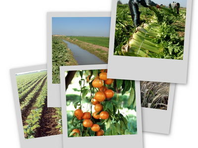 عقد قرارداد آب محصولات کشاورزی شمال خوزستان آغاز شد