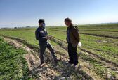 آغاز عملیات مساحی کشت زمستانه ۱۴۰۰ در شرکت آبیاری مارون