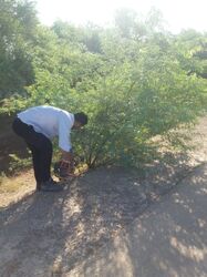 پاکسازی و هرس درختان جاده سرویس کانال انتقال آب جنوب شرق