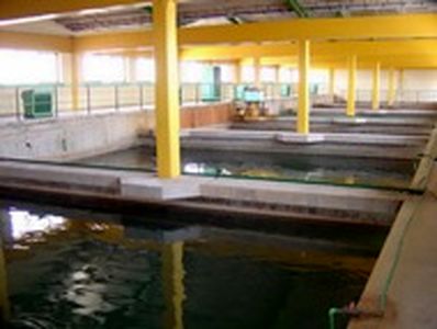 پاکسازی و جلبک زدایی سیفون های چهارگانه مرغزار