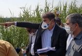 گزارش تصویری از بازدید رئیس کمیسیون انرژی مجلس شورای اسلامی و جمعی از نمایندگان استان خوزستان از سد سلولی چوئیده آبادان