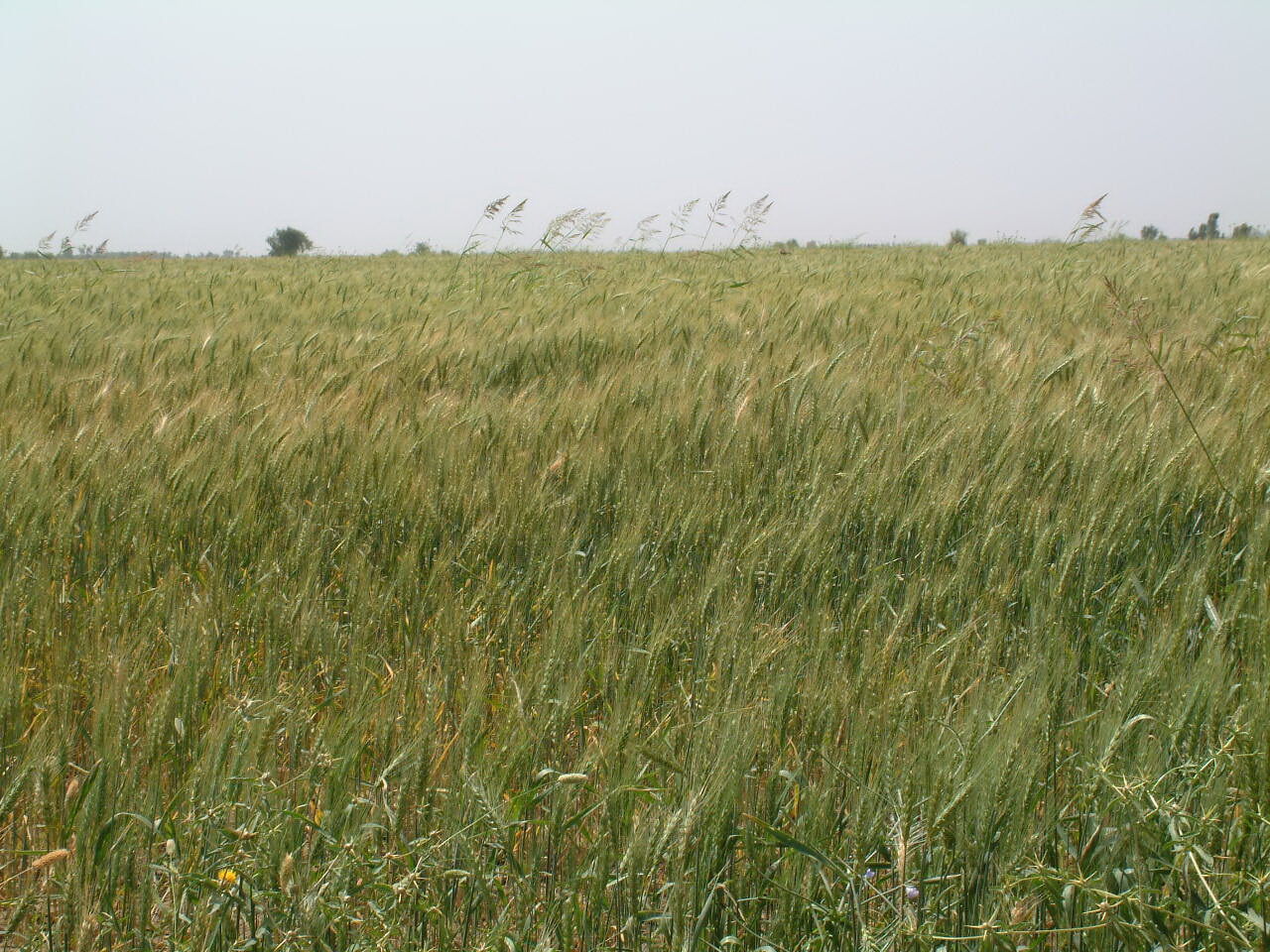 عقد قرارداد آب گندم در شبکه های آبیاری شمال خوزستان آغاز شد