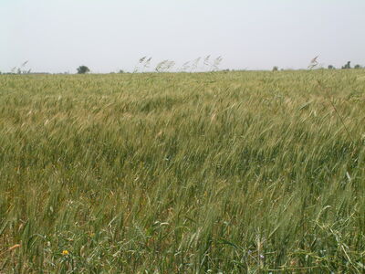 عقد قرارداد آب گندم در شبکه های آبیاری شمال خوزستان آغاز شد