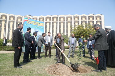 درخت کاری