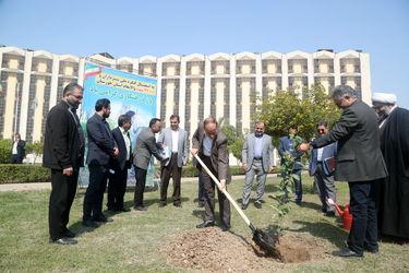 درخت کاری