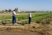 آغاز عملیات مساحی کشت تابستانه و سالانه در شرکت آبیاری مارون 