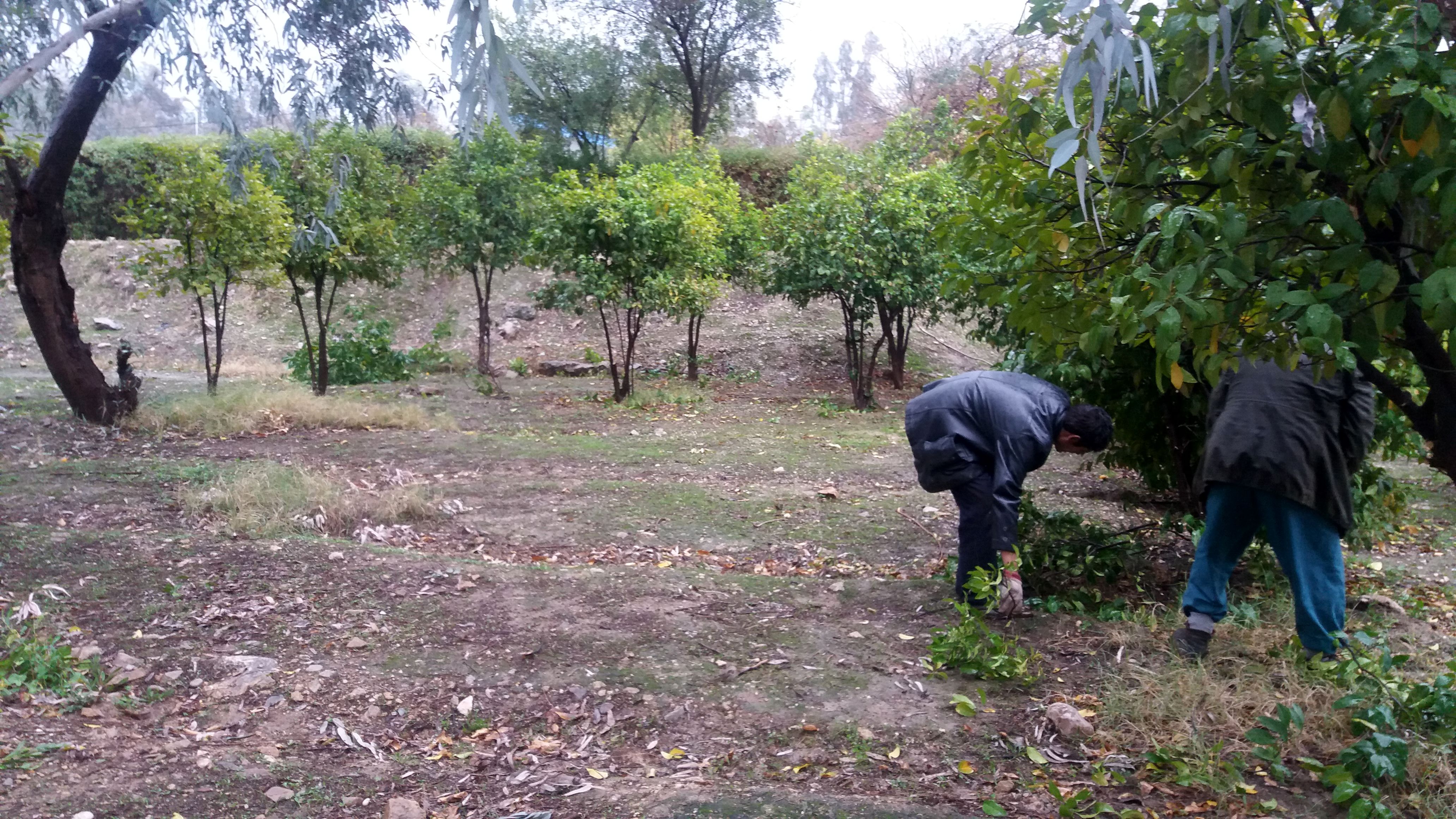 11 هزار اصله درخت مرکبات در سد شهید عباسپور غرس شد