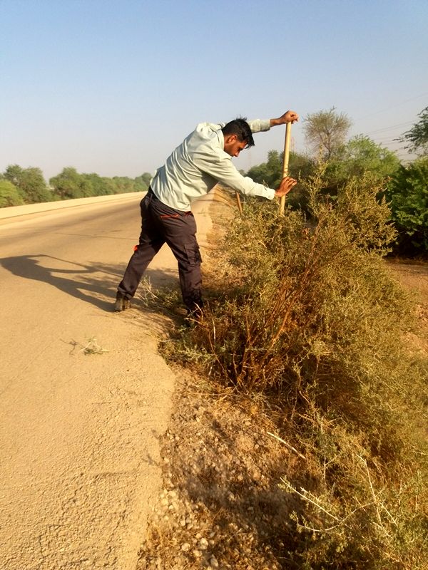 پاکسازی و هرس درختان جاده سرویس کانال انتقال آب جنوب شرق