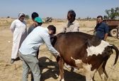 اعزام اکیپ دامپزشکی به مناطق سیل زده

 
 
